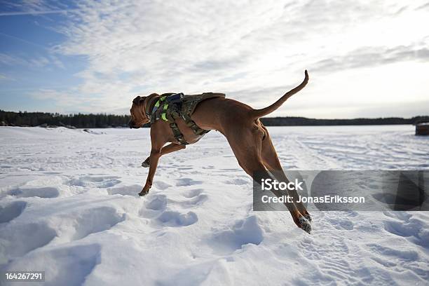 ミリタリー K 9 を追求する雪の中の犬 - 人の足跡のストックフォトや画像を多数ご用意 - 人の足跡, 雪, 冬