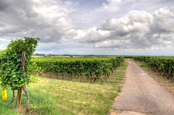 istock Alsace landscape and vinewyard 164267318