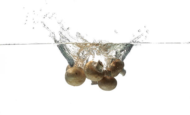 champignon éclabousser dans l'eau - mushroom edible mushroom water splashing photos et images de collection