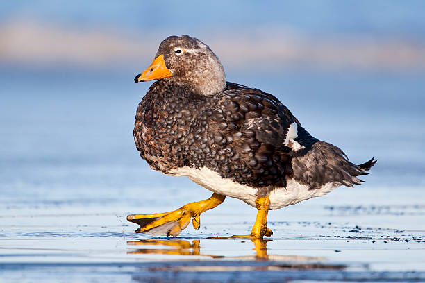 mężczyzna flightless steamer duck - saunders island zdjęcia i obrazy z banku zdjęć