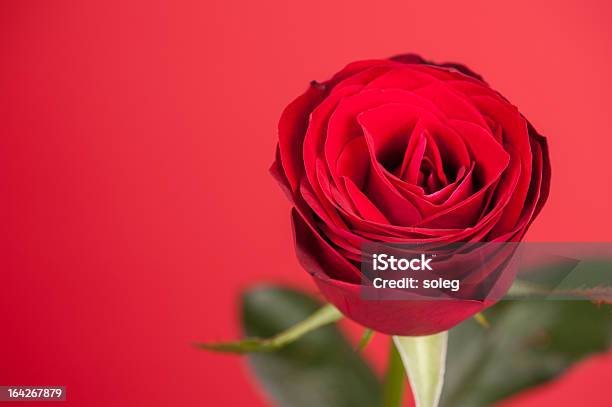 Photo libre de droit de Rose Sur Rouge banque d'images et plus d'images libres de droit de Arbre en fleurs - Arbre en fleurs, Beauté, Beauté de la nature