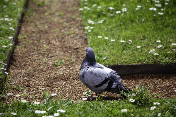 istock Pigeon in the street 1642682904