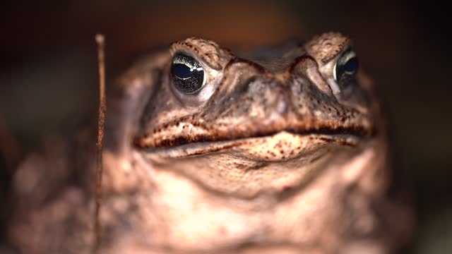 Cane Toad giant neotropical toad close up