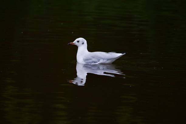 istock Black headed gull swimming on water with reflection 1642684279