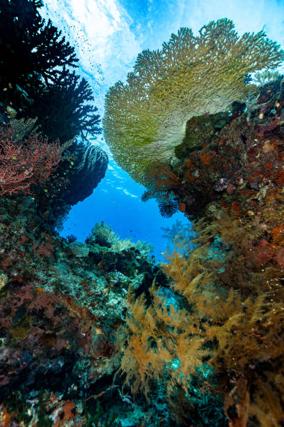 niesamowita różnorodność biologiczna odległej rafy w nusa laut, banda sea, indonezja - chaetodon zdjęcia i obrazy z banku zdjęć