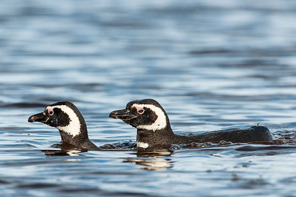 pływanie magellanic penguins - saunders island zdjęcia i obrazy z banku zdjęć