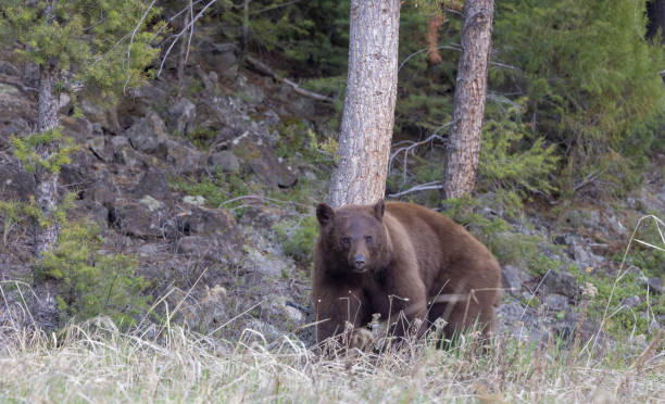 istock Black Bear in Spring in Yellowstone 1642699372