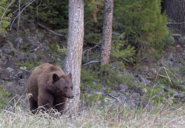 istock Black Bear in Spring in Yellowstone 1642699396