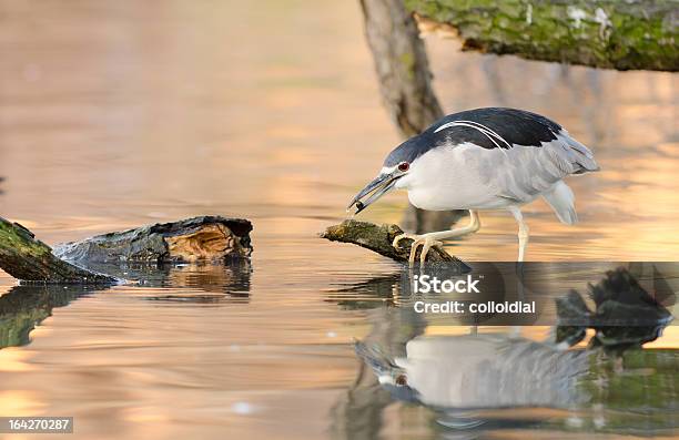 Foto de Socódorminhoco Caça e mais fotos de stock de Alimentar - Alimentar, Animais caçando, Ave Aquática