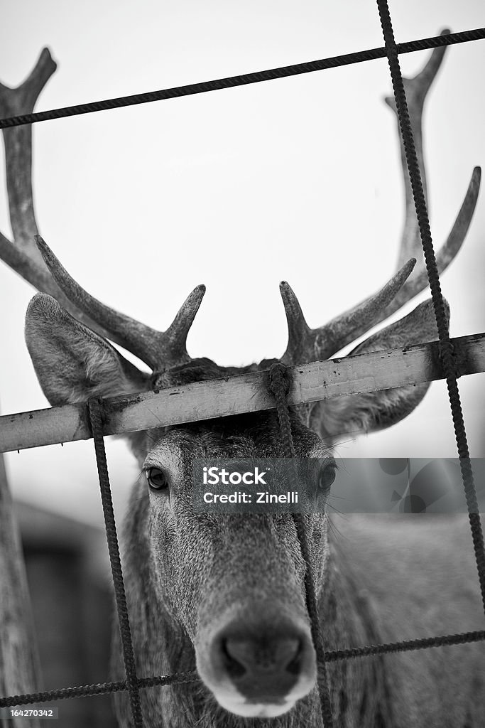 Cerf Prisonnier - Photo de Animaux en captivité libre de droits