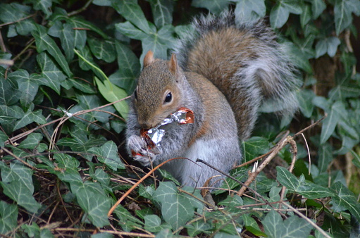 A Grey Squirrel eating a found Famous Brand named Chocolate from it's Orange, Brown and Cream coloured Foil Wrapper! The background is Green Ivy Leaves.