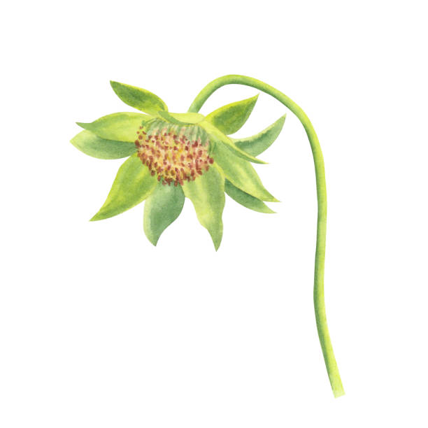 istock Strawberry flower isolated on white background. Watercolor hand drawn illustration. For advertising, packaging, menus, invitations, business cards, postcards, printing 1642719648