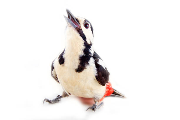 greater spotted woodpecker (Dendrocopos major) useful for forest bird eats harmful insects, wood pests (timber worm), biological control of pests - white background