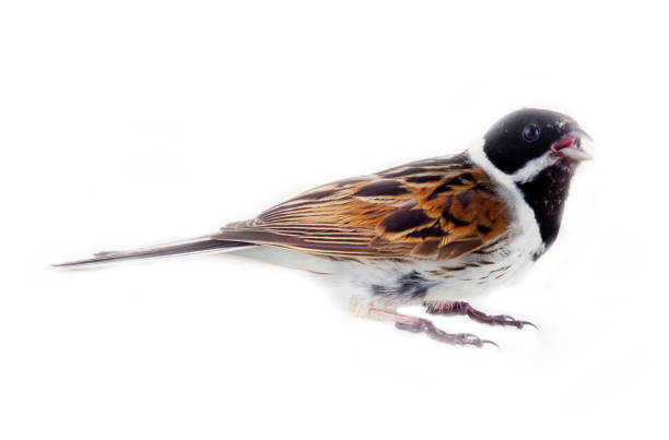 istock Male Reed Bunting, blackcap (Emberiza schoeniclus) male 1642767079