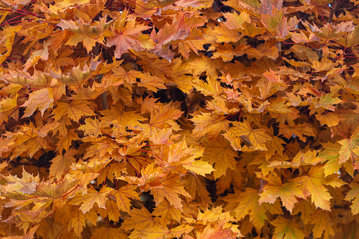 Maple leaves. Autumn time. Nature is a landscape.