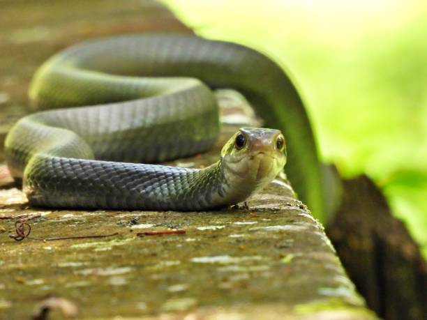 istock Southern Black Racer Snake (Coluber constrictor priapus) 1642786127