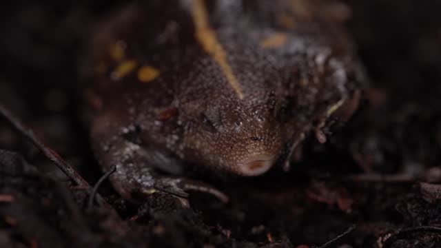 Mexican burrowing toad eating ants