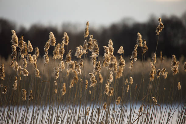 istock Reed around the lake in the winter evening 1642815161