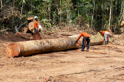 Oriximina, Para, Brazil - Aug 09, 2023: Amazon forest logging: worker chainsawing freshly cut tree log in sustainable logging company