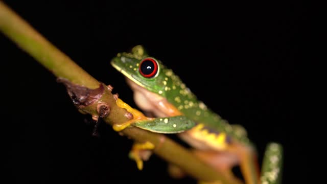 Red-Eyed Tree Frog Yucatan Peninsula