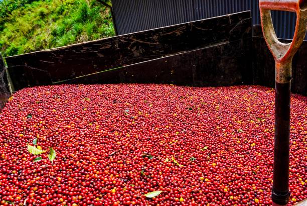 istock Costa Rica Coffee Cherries 1642827729