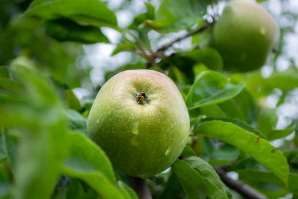 istock Green apple on a tree in an orchard in the summer. 1642828787