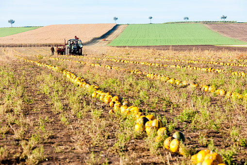 pumpkin field with a tractor during the harvest, Lower Austria