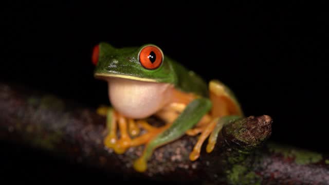 Red-Eyed Tree Frog Yucatan Peninsula