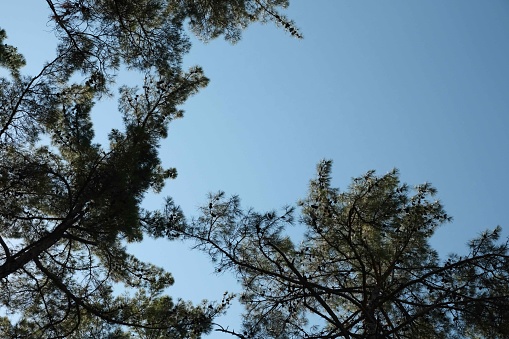 Canopy Of Tall Pine Trees. Upper Branches Of Woods In Coniferous Forest. Summer Pinewood, Bottom Wide Angle View Of Tall Thin Evergreen Pines, Blue Sky Background