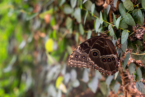 A Glasswing Butterfly, Also Called a Greta Oto, Resting on a Green Leaf