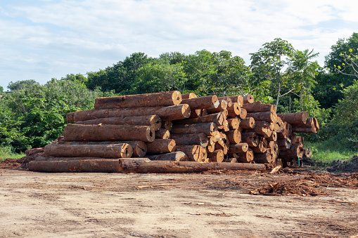Sustainable Amazon logging: stockyard of native timber logs from managed forest area in brazilian Amazon region
