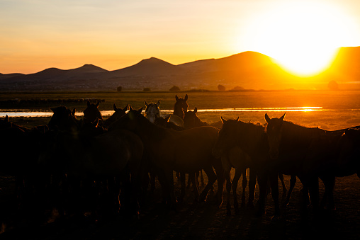 horses at the wide area when sunset. At sunset, the horses in the wide open field, Hürmetçi Horse Farm at Kayseri city