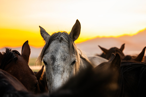 A white horse among brown horses at sunset