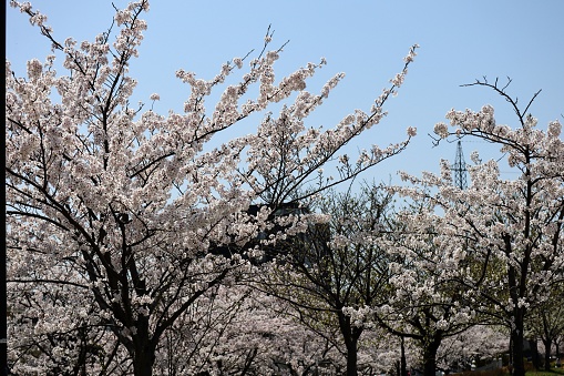 Landscape photography of cherry blossoms in full bloom in japan