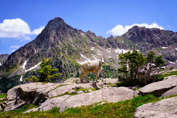 istock Mountain Goat at High Altitude Lake 1642880132