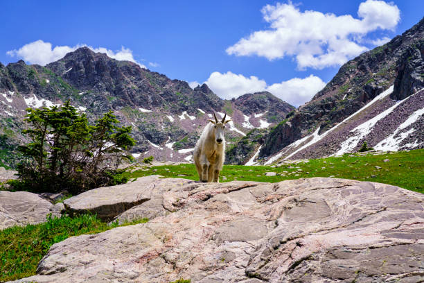 istock Mountain Goat at High Altitude Lake 1642884425