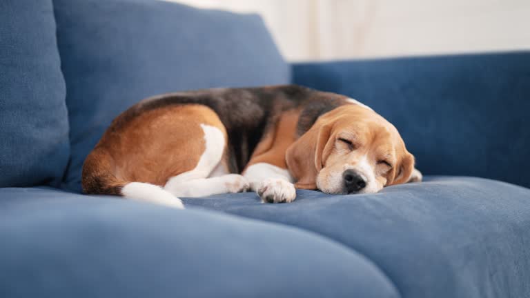 Close-up of a cute beagle lying down on the sofa to sleep after playing and teasing with its owner for a long time on the weekend.