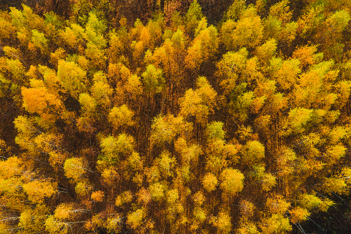 Autumn trees in yellow and green