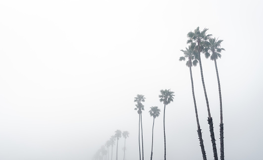 Tall palm trees disappearing into the misty sky