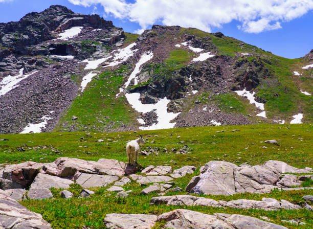 istock Mountain Goat at High Altitude Lake 1642897244