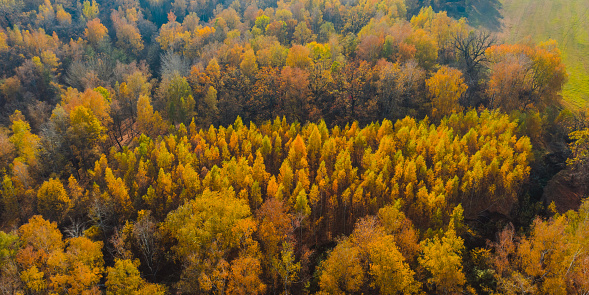 Autumn forest drone photography