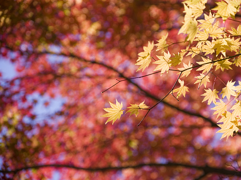 Fall foliage at its peak at the Lake of the Woods in Mahomet, Illinois