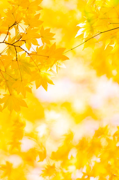 herbstliche goldene farben - autumn japanese maple maple tree selective focus stock-fotos und bilder