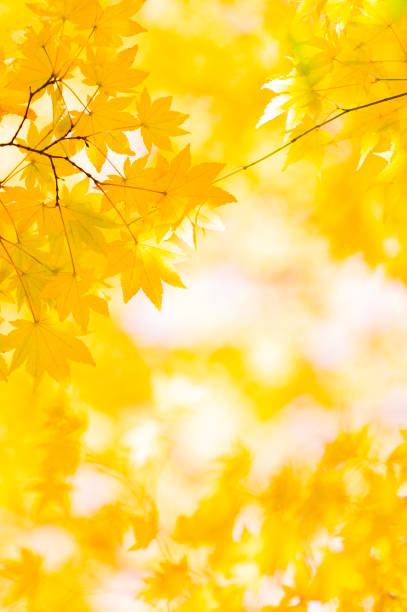 couleurs dorées d’automne - japanese maple leaf autumn abstract photos et images de collection