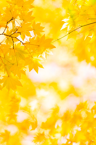 Red and golden colored autumn leaves falling down from a maple tree, sky with clouds and copy space, motion blur, selected focus, narrow depth of field