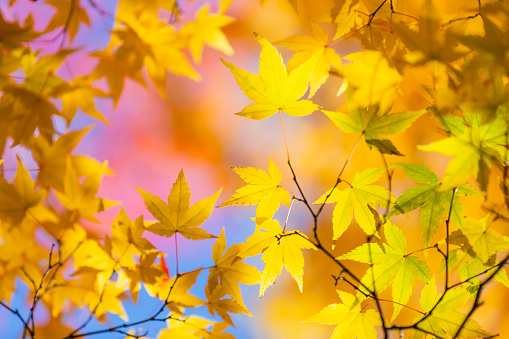 Vibrant Autumn Colors With Morning Sunlight