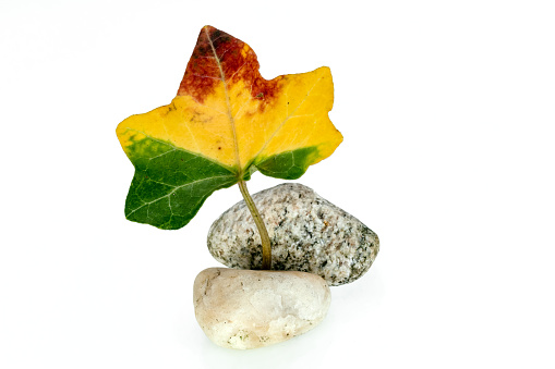 Ivy leaf in reggae colors stands on stones.