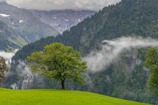 Lonely trees in countryside, Swiss Alps nearby Unterschächen