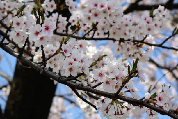 istock Beautiful cherry blossom closeup in japan 1642928814
