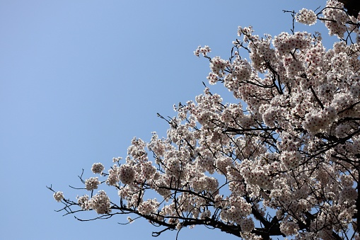 Japanese cherry blossom and blue sky landscape photo